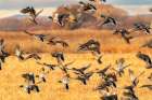 USA, New Mexico, Bosque Del Apache National Wildlife Refuge. Mallard duck flock in flight. Art Print